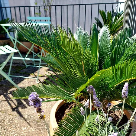 Le Chien Noir Centre * Oporto