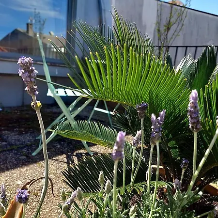 Le Chien Noir Centre דירה