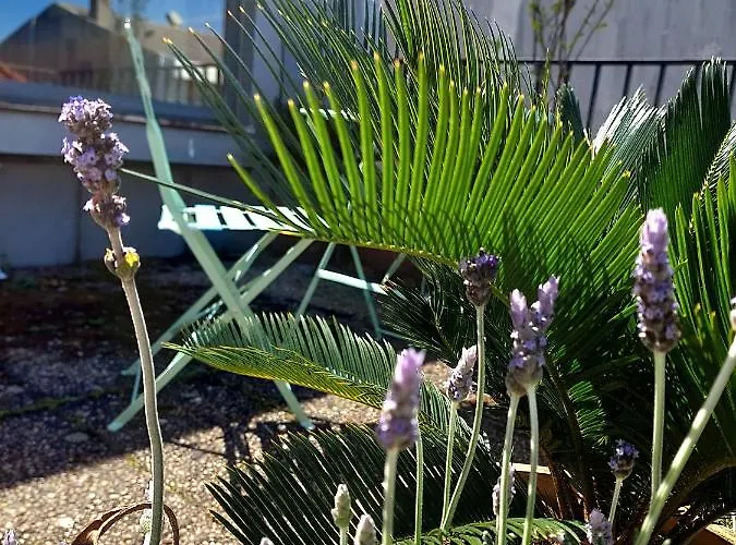 Le Chien Noir Centre 公寓